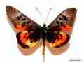 Acraeini acraea male (aberrant) Internet Image property of respective owner, non-commercial use only